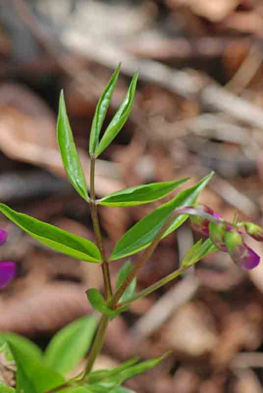 Lathyrus vernus / Cicerchia primaticcia